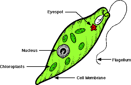 Prostista Kingdom diagram of euglena labled 